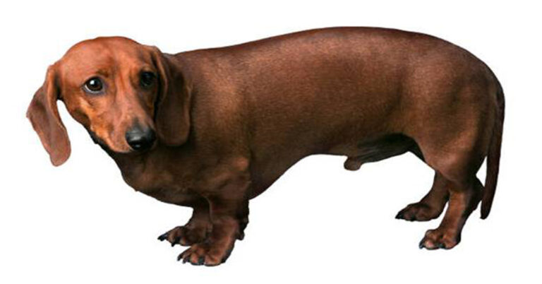 Bird Dog Training Guide –Tips To Have The Best Canine Partner