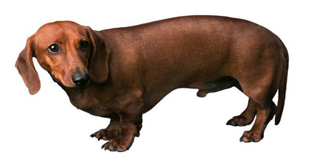 BIRD DOG TRAINING GUIDE