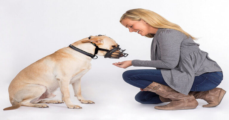 Dog Training Tips For Fear Biting